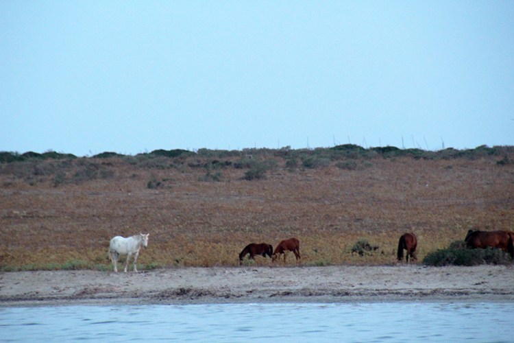 07Blog2_asinara